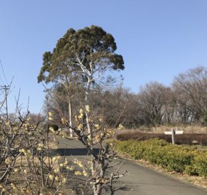 蝋梅とユーカリ2