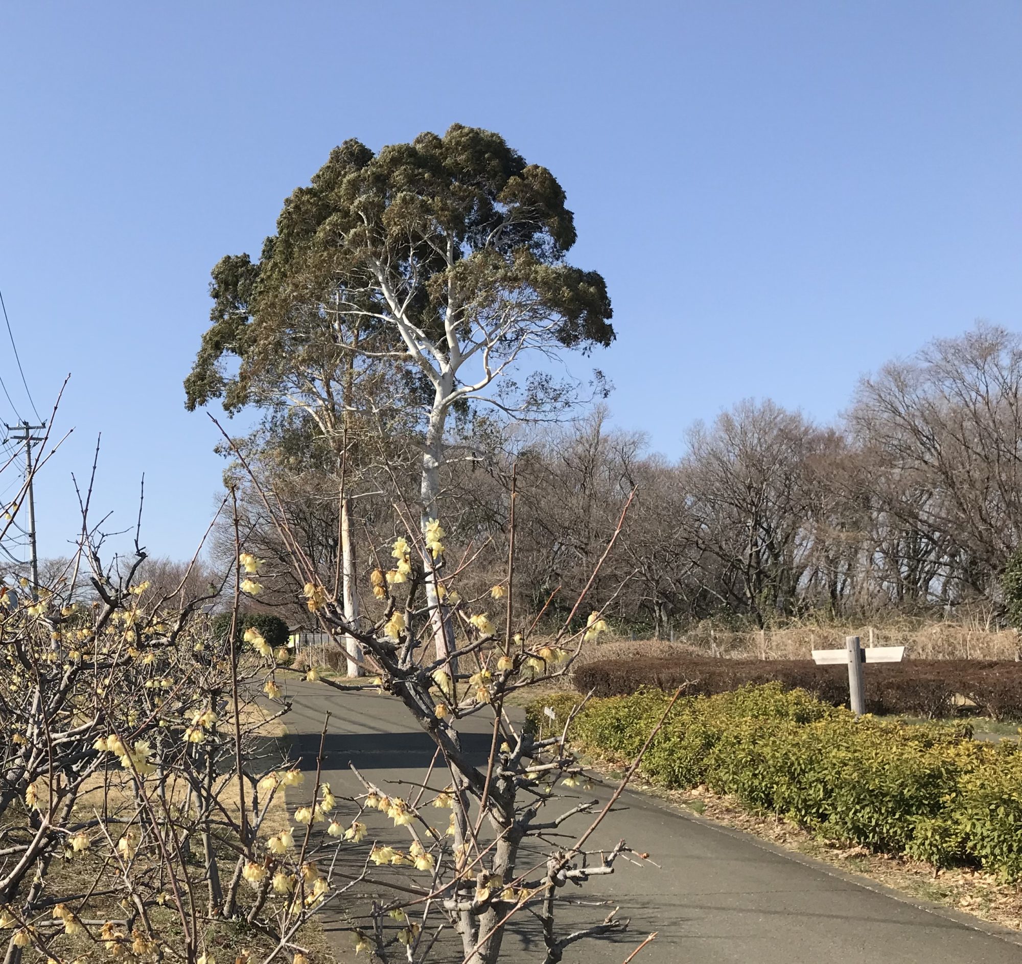 蝋梅とユーカリ2