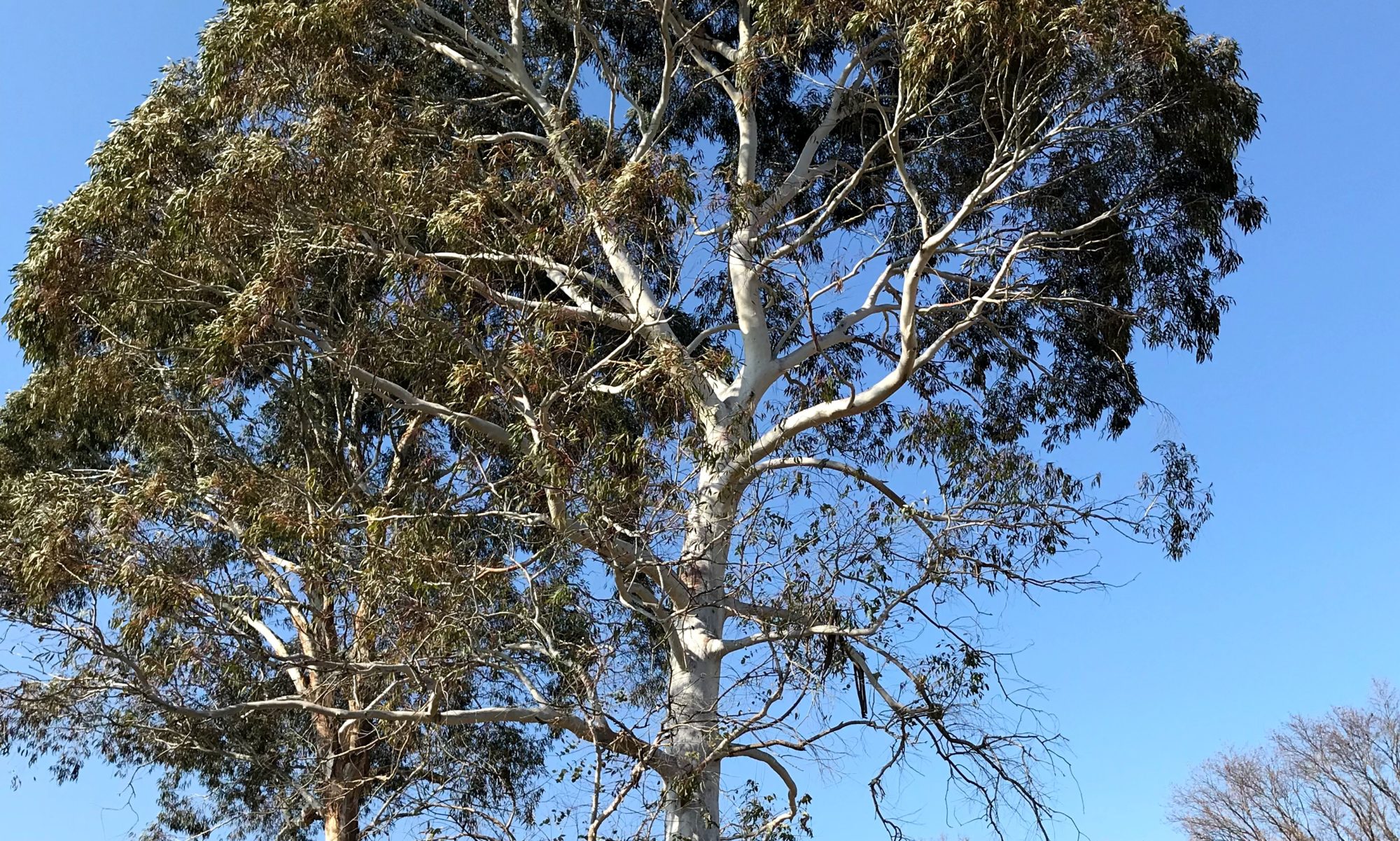 ユーカリの樹２