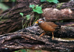 ガビチョウ森のお父さんより