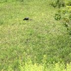 開き直りのオス雉