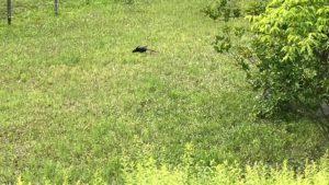 開き直りのオス雉