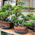 盆栽 文人 模様木