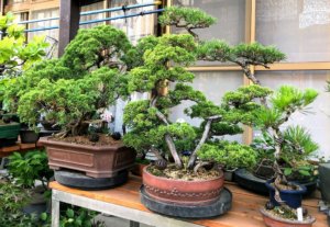 盆栽 文人 模様木