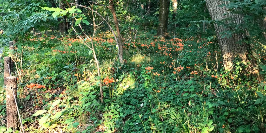 夕暮れ刻・キツネノカミソリ１