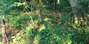 夕暮れ刻・キツネノカミソリ１