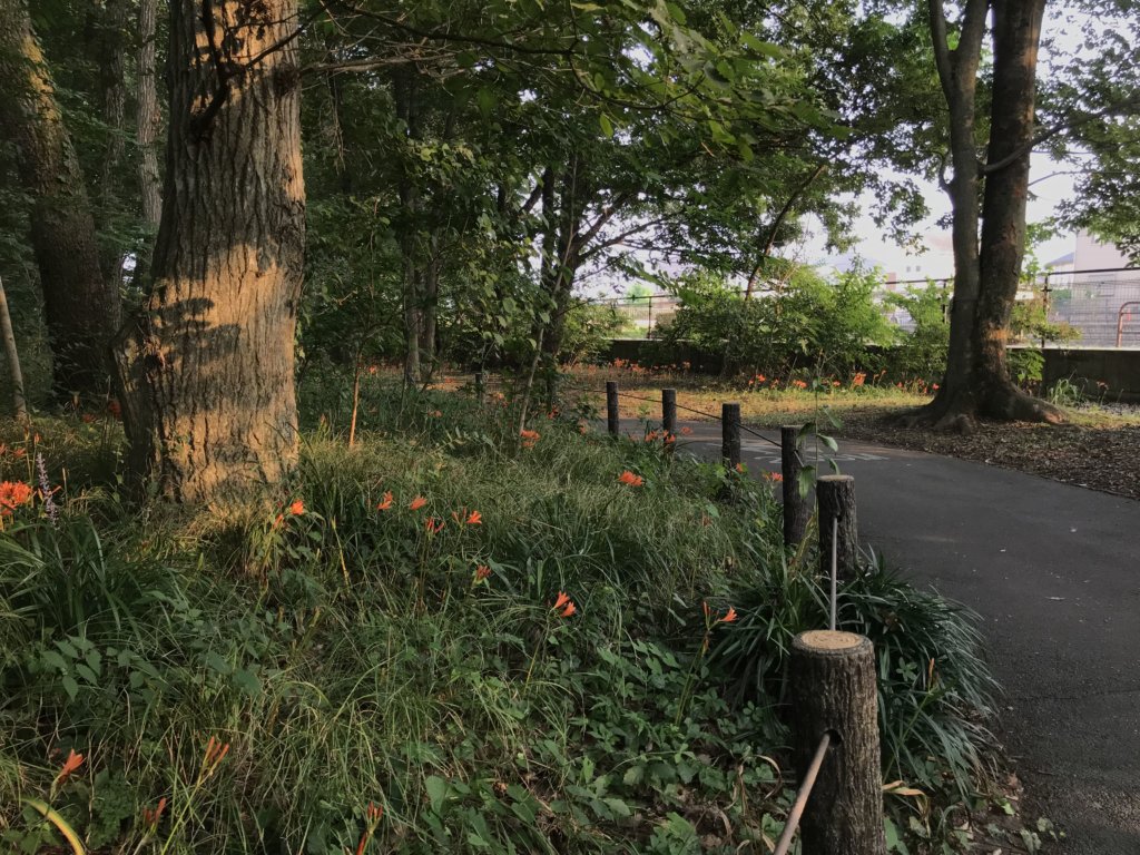 夕暮れ刻・キツネノカミソリ２