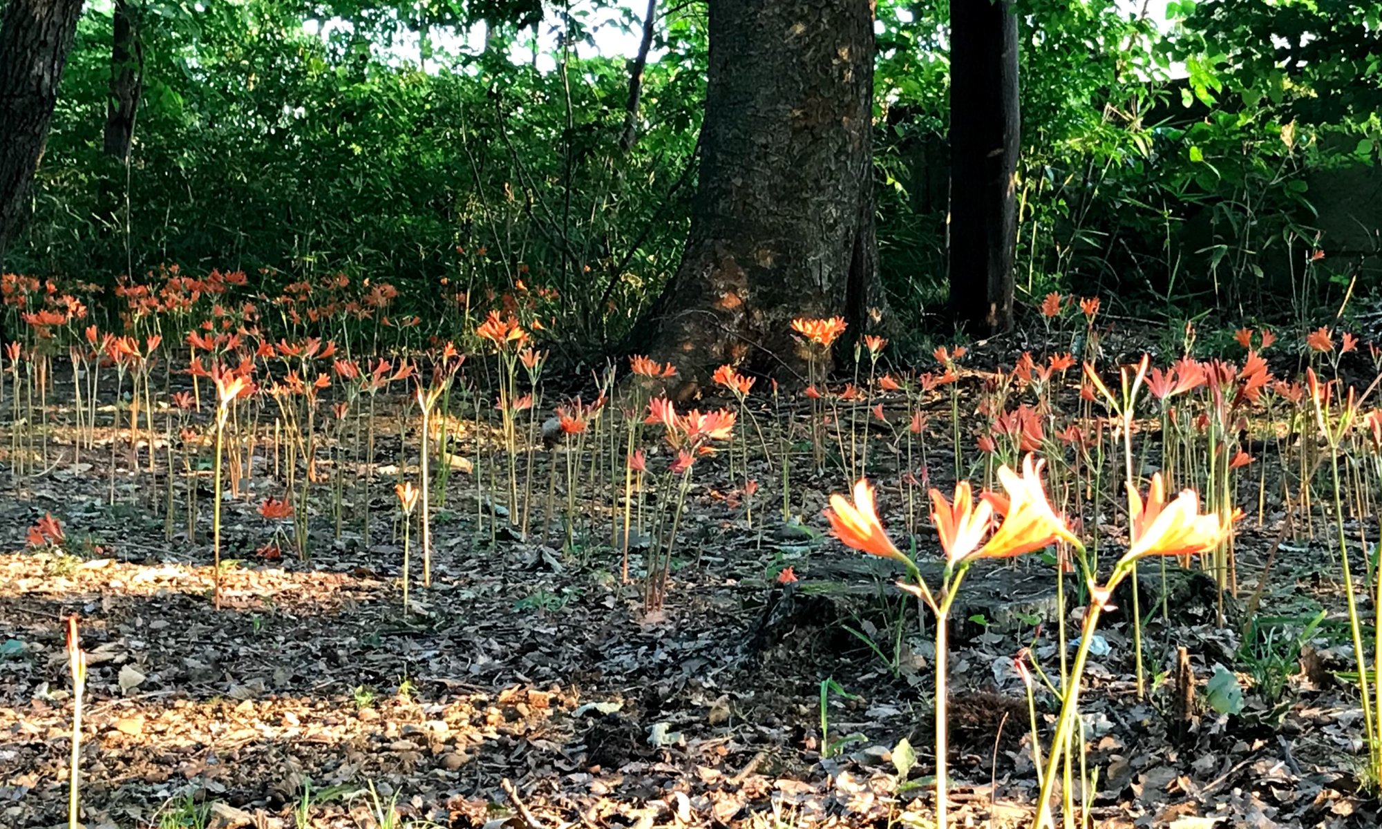 清水公園　キツネノカミソリ