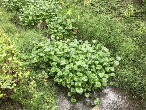 三渓園：水路にひっそりと咲く水草