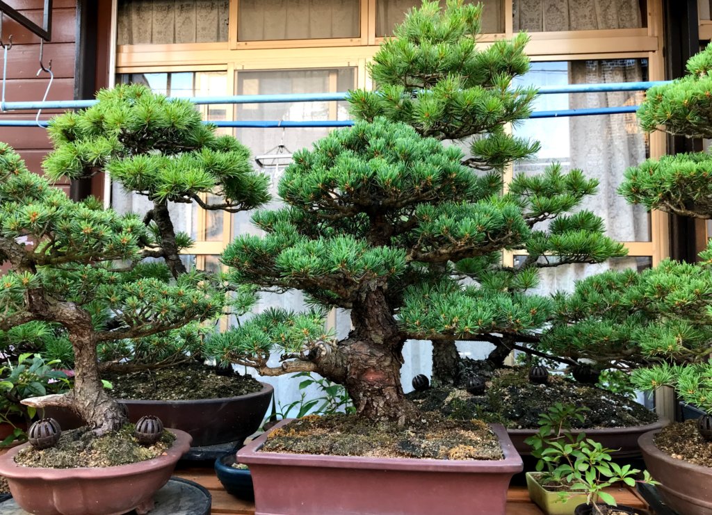 出番を待つ松たち