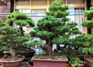 出番を待つ松たち