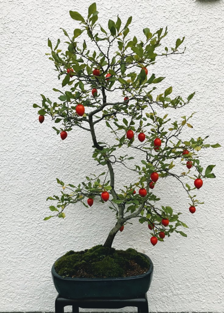 見事なロウヤガキ（老鴉柿）