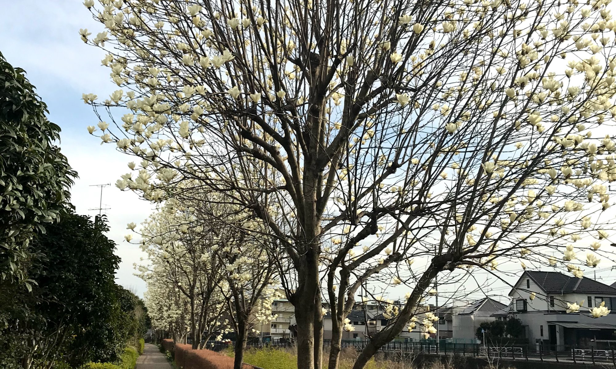 春の息吹満つ川口川