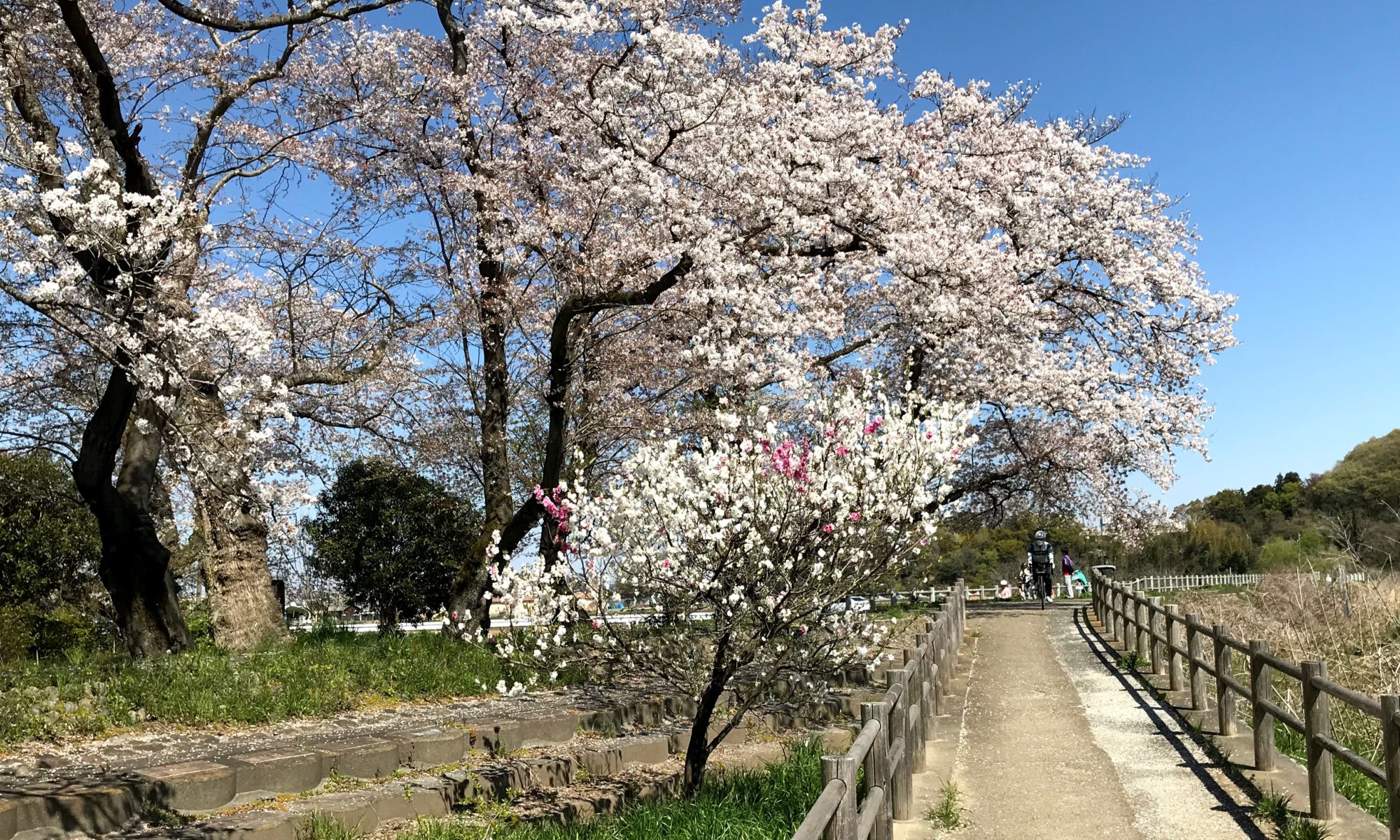つかの間の主役を務める花たち（秋川沿いの遊歩道）