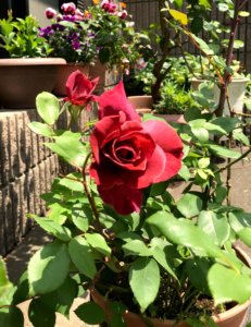 ブラックティー