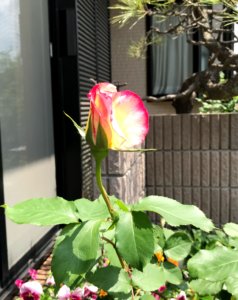 ジュビレ・デュプリンス・ドゥ・モナコ