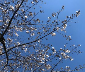 春の息吹　さ・く・ら