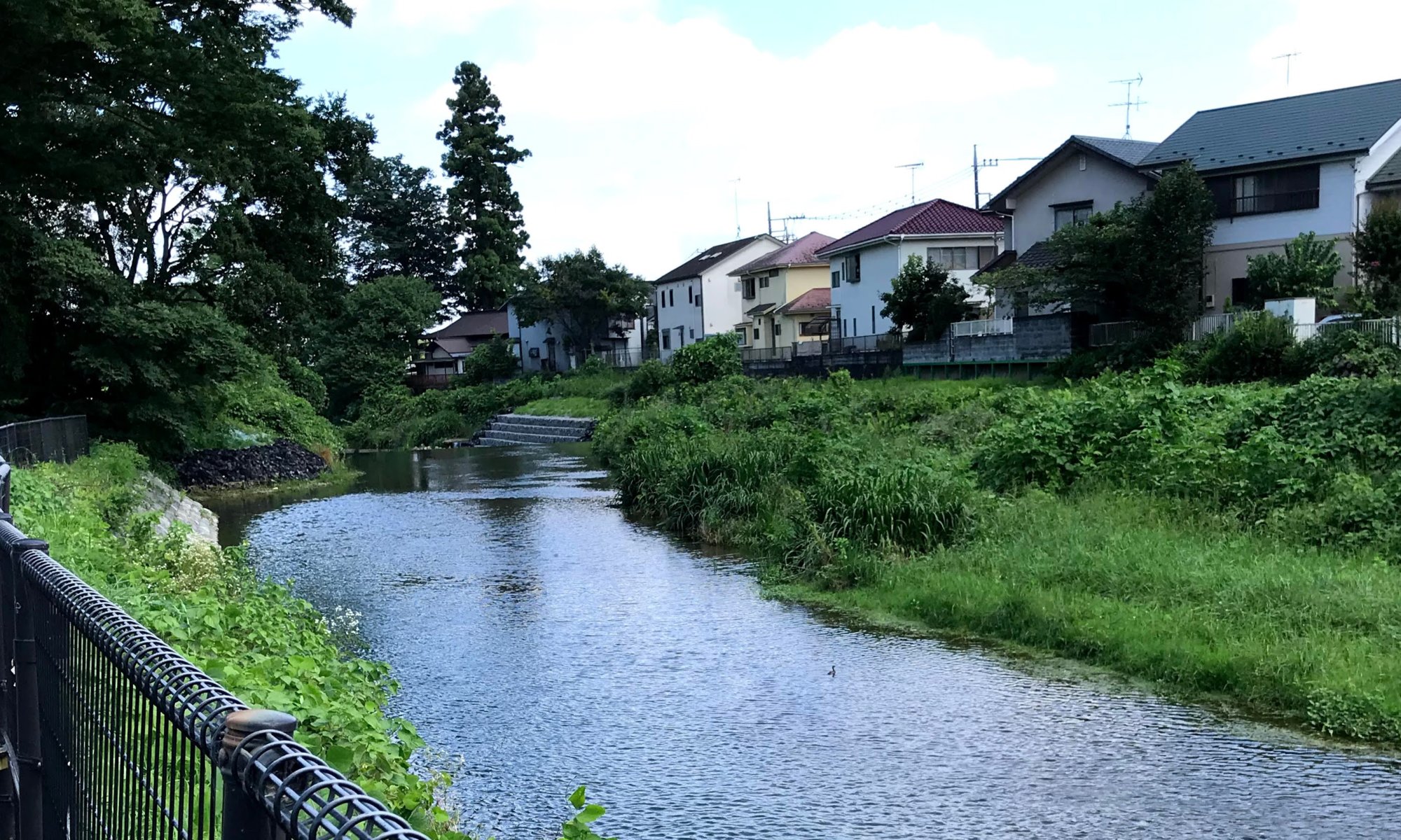 つかの間の晴れ・川口川にカイツブリ