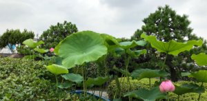 蓮の華咲く屋上庭園