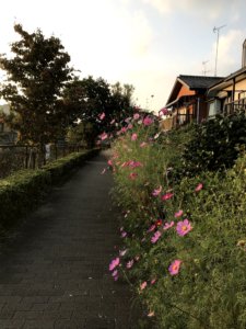 遊歩道 秋桜