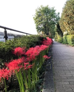 清水公園 遊歩道
