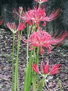 清水公園の彼岸花