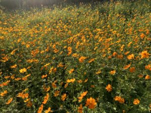 風にそよぐキバナコスモスの群生