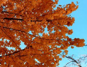 青空に映える公孫樹