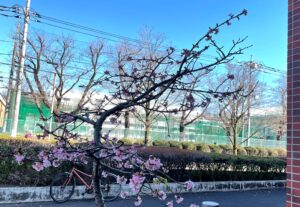 市民センター・早咲きの桜