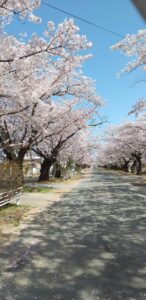 静寂 【帰宅困難区域富岡町 夜の森桜並木】