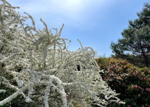 舞踊るユキヤナギ