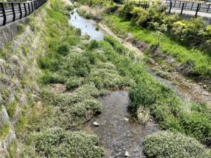 クレソンの花満開の谷地川