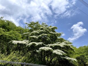 緑に白のコントラスト　ヤマボウシ