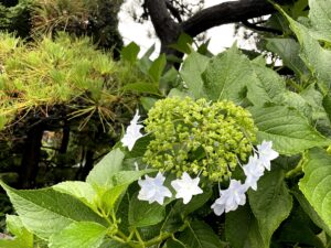 雨に咲く額紫陽花