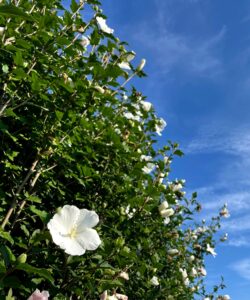 青空がキャンバス