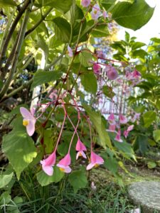 たおやかな秋海棠