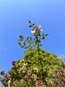 長く目を楽しませてくれるアベリア