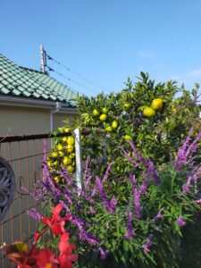 宮澤さんちのお庭から