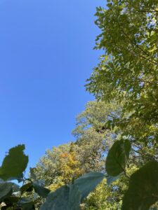 色づき始めたコナラ