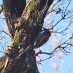 珍しいアオゲラ