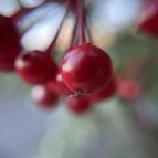 ヒヨドリに食べられる前の万両の実