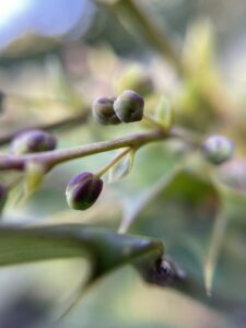 ヒイラギナンテンの芽