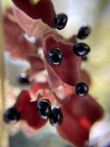 タンキリマメ_薬草らしい