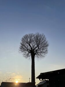 川口川沿いの不思議な木