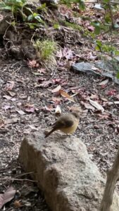 ジョウビタキ雌