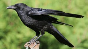 ハシボソガラス