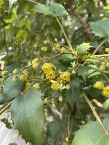 ヒイラギナンテンの華