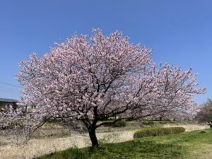 南浅川の桜