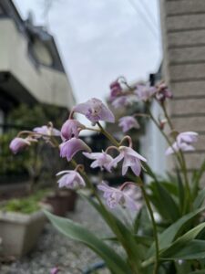 デンドロビウム