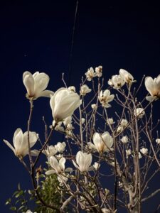 夜のハクモクレン